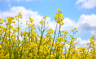 2 Sisters unveils £50m feed support pledge for UK farmers