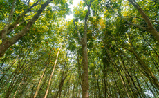 APP vows to ramp up $30m forest positive strategy