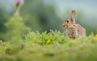 'Nature is essential': Defra calls on UK businesses to ramp up investment in natural world