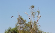 Pilbara birds taking flight. Photo: Karma Barndon