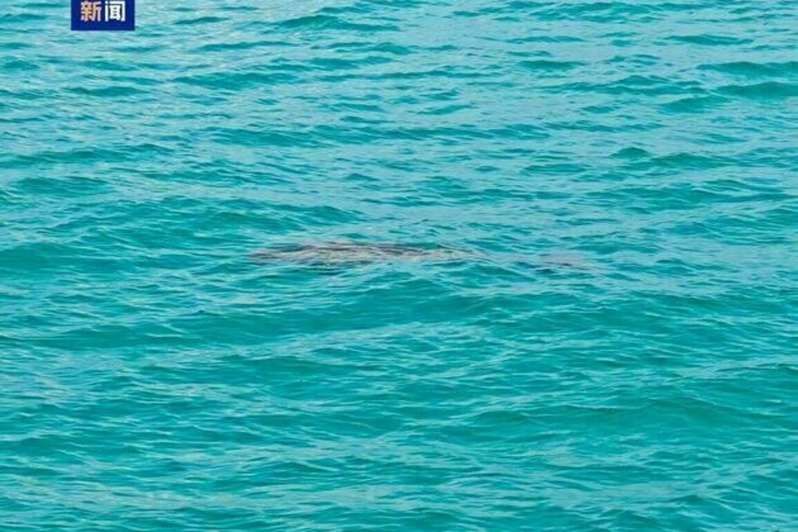 Rare sea creature dugong sighted off South China Sea reef