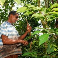Asia Album: Cinnamon harvest in Sri Lanka