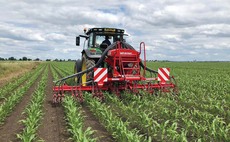 Undersowing maize: What, when and how to undersow to get the best results