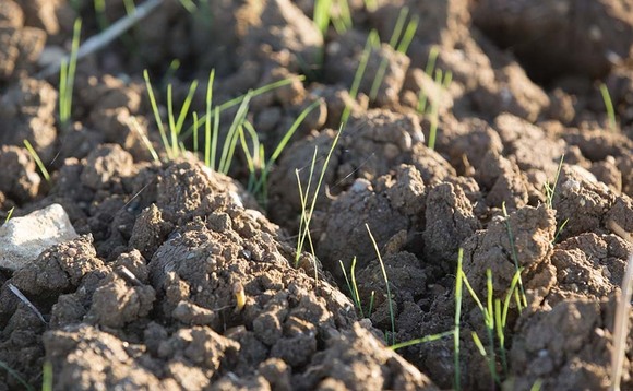 Still 'plenty of time' to drill as first black-grass flush emerges