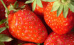 Chemical free strawberries hit market