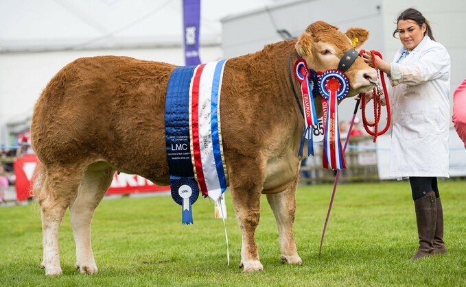 Beef inter-breed champion and Limousin champion, Dinmore Sensation, from Trevor Shields, Newry, Co. Down. 