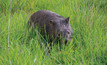 Wet and weary wombat goes walkabout
