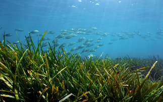 How can sustainability professionals quantify biodiversity loss?