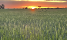 Overnight heat could be impacting wheat yields, according to a new study.