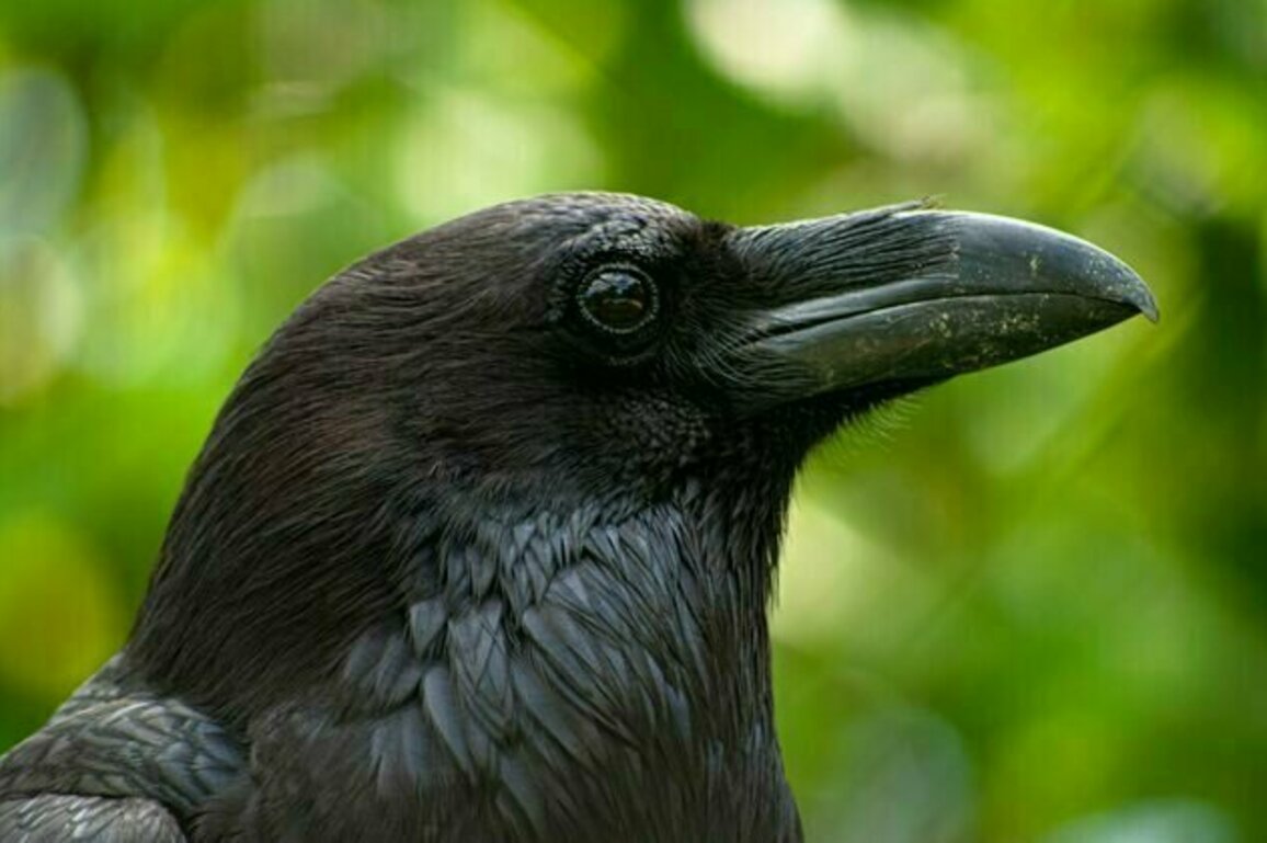 What's it like being a raven or a crow?
