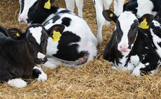 Work with your vet on colostrum intake