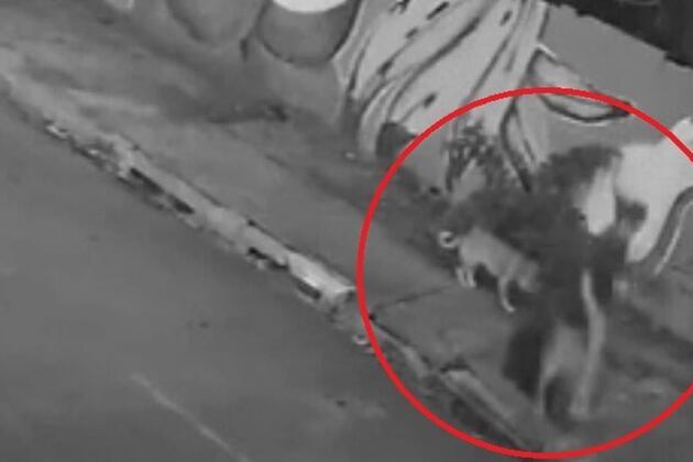 Moment woman walking her dog takes terrifying plunge down manhole in Brazil