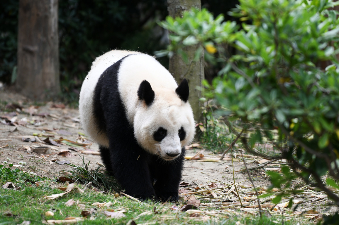 #CHINA-SICHUAN-CHENGDU-GIANT PANDA (CN)