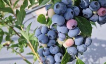 Berry growers facing 'perfect storm' from Iran war and wage inflation
