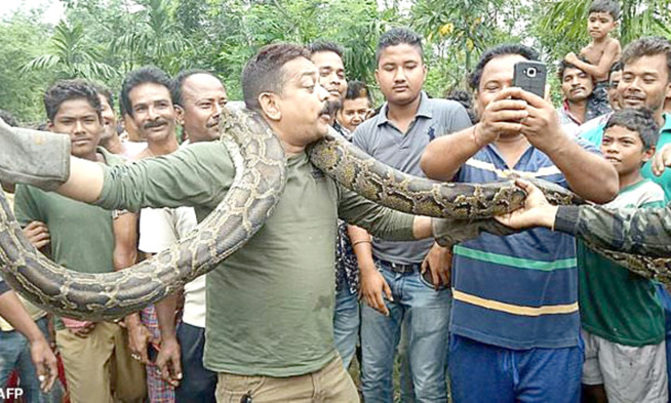 Python selfie puts Indian forest ranger in tight spot Python selfie puts Indian forest ranger in tight spot