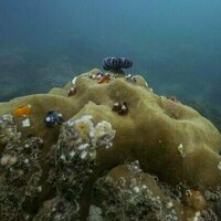 To protect coral reefs, we must also protect the people who depend on them