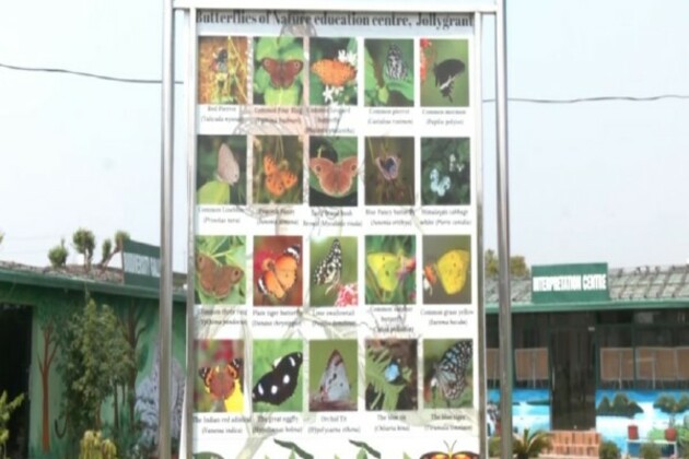 Uttarakhand opens its first butterfly gallery in Dehradun; over 100 species displayed