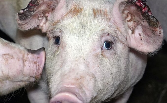 "We are horrified to see pigs treated in this way – and continue to work with others across the industry to ensure high standards are maintained at all times. We must also stress that this sort of behaviour is also not representative of the care pig farmers provide to their animals across the country on a daily basis."