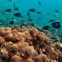 NYUAD study explores climate change impact on coral reefs