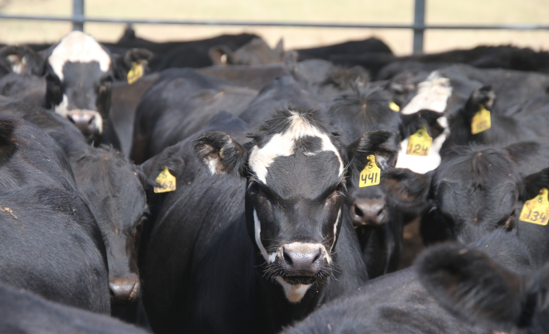 Trigg's MD predicts tripling of resources