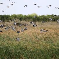Birdwatchers flock to east China's Yellow River Delta for migration season