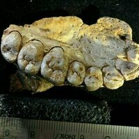 Scientists could be accidentally damaging fossils with a method we thought was safe