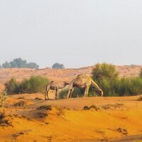 EAD announces start of 2026 camel grazing season in Abu Dhabi
