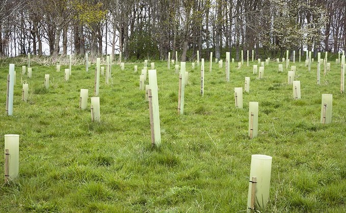 Fears tree planting will lead to 'contraction' of tenanted sector