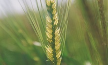 Finance sector rallies behind WA frost-affected farmers