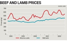 Sheep sector sees lamb prices soften
