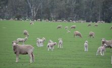 Early weaning of lambs could make a big difference to animal performance in a dry year. 
