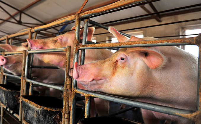 Chinese pork volatility dominates global meat trade