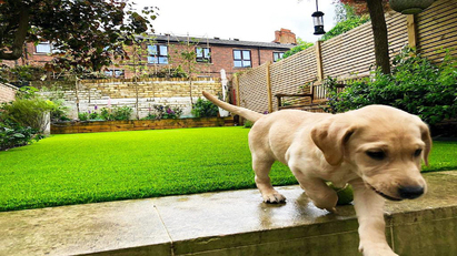 Lockdown sees surge in demand for artificial grass