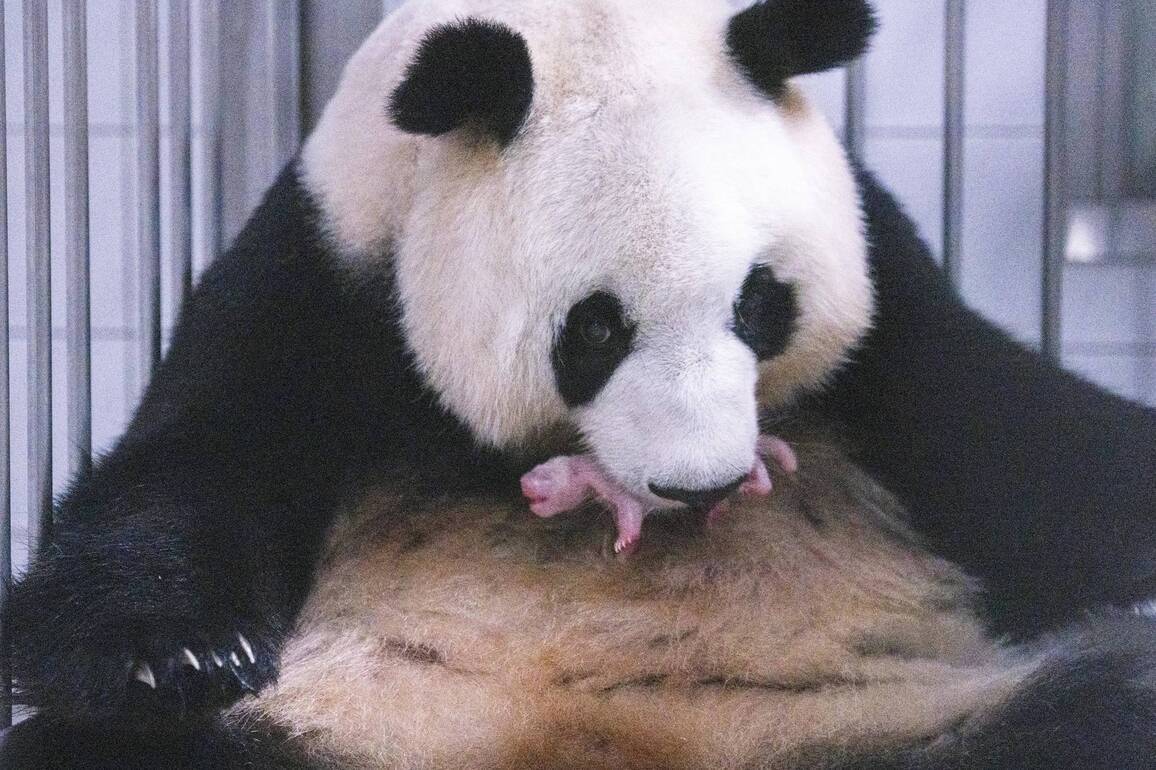 FOCUS | Giant panda on loan from China gives birth to cub in S. Korea