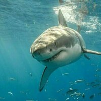 Jaws at 50: how a single movie changed our perception of white sharks forever