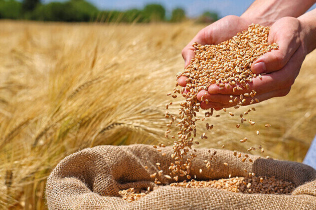 Russia boosts wheat exports to Kenya  report