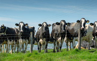 ż invited to take part in field trials for cattle TB vaccine and new skin test