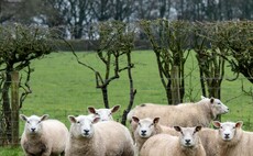 'No excuse' for unfair Northern Irish lamb price