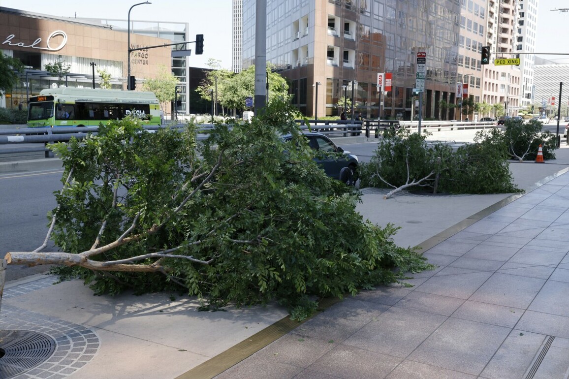 LAPD arrest a suspect in the 'chainsaw massacre' of city trees