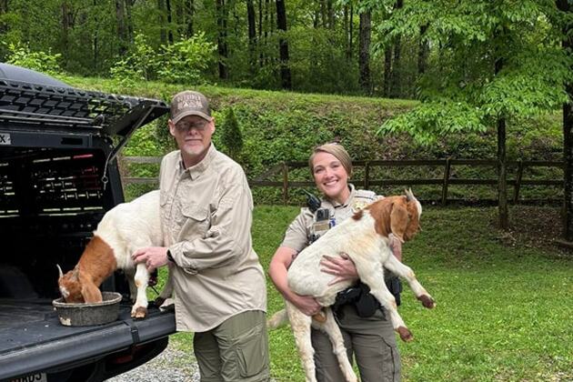 Herd of hoofed hooligans escape  and end up 14 miles from home, Ga. cops say