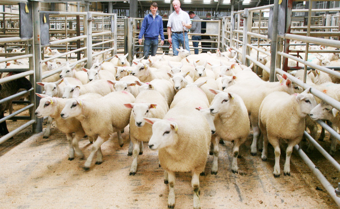 Winning and top price pen of lambs from Andrew Haggas