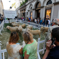 Italian wool is starting to go out of fashion - The World from PRX