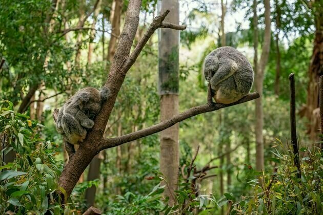 Allowing forests to regrow and regenerate is a great way to restore habitat