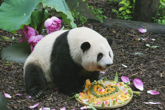 Hua hua's birthday bash and her cuddly panda empire