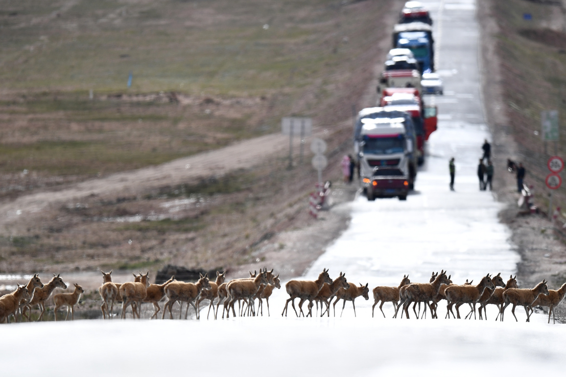 Smart traffic lights safeguard Tibetan antelope migration