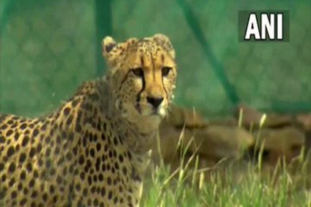 Project Cheetah completes one year of first-ever intercontinental wildlife translocation