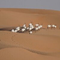 EAD organises regional workshop on conservation translocation, reintroduction of Arabian Oryx