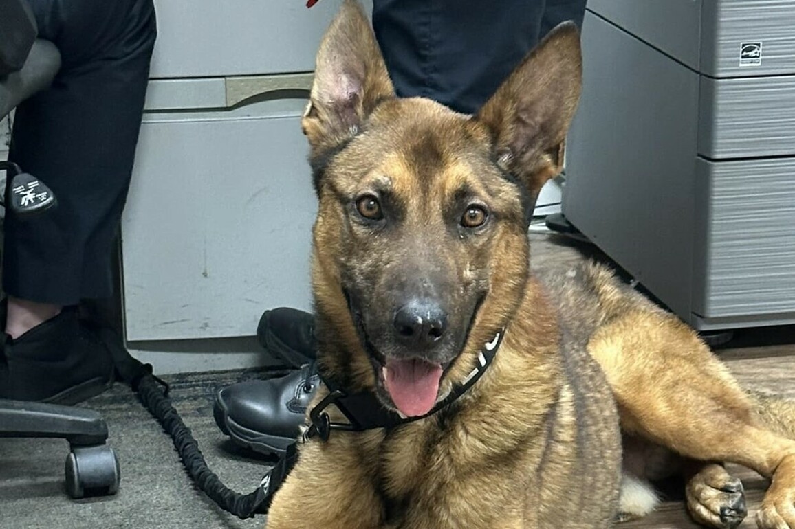 N.C. K-9 killed while taking down suspect, handler also injured