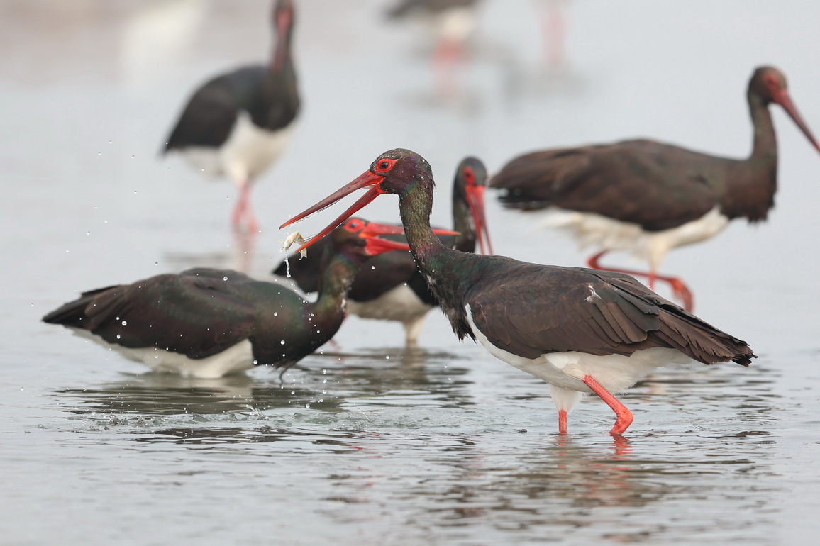 CHINA-HEBEI-BLACK STORKS (CN)
