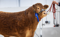 Garrowby Toffee tops Red Ladies at 22,000gns